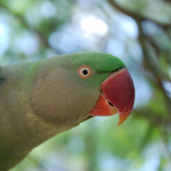 Alternative view of Alexandrine Parakeet