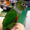 black capped conure for sale