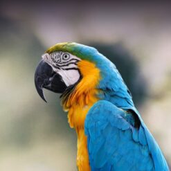 Alternative view of Blue and Gold Macaw