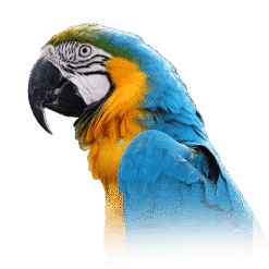 Macaw Parrots