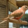 Bourkes Parrot for Sale | Gentle & Quiet Pastel Beauty