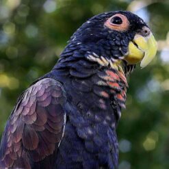 Pionus Parrots