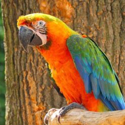 Alternative view of Catalina Macaw