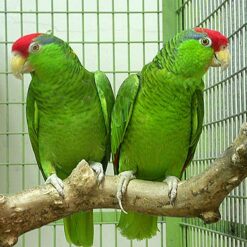 Conure Parrots