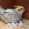 cockatoo eggs for sale