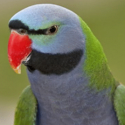 Derbyan Parakeet