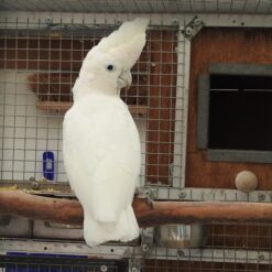 Alternative view of Ducorps Cockatoo