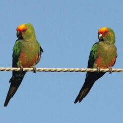 Alternative view of Gold Capped Conure