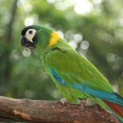 Alternative view of Golden-Collared Macaw