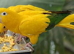 Alternative view of Golden Conure