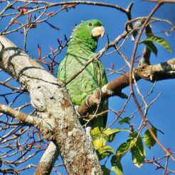 Alternative view of Kawalls Amazon