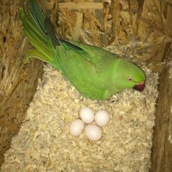 Parrot Eggs