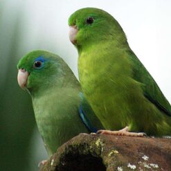 Amazon Parrots