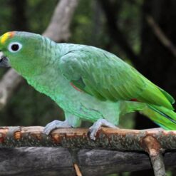 Alternative view of Mealy Amazon