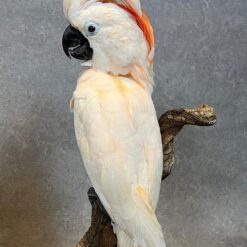 Alternative view of Moluccan Cockatoo