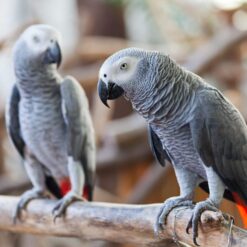 African Grey Parrots