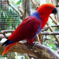 Eclectus Parrots