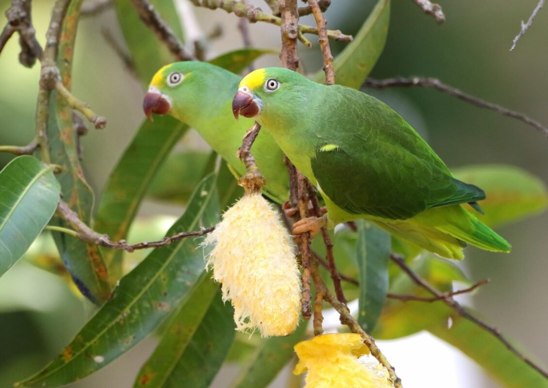 Photo inspiration: Parrot Habitat Accessories Online Store Reference: Tui Parakeet Exotic Parrot Shop