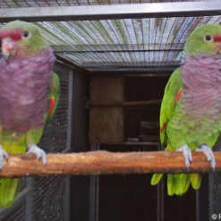 Alternative view of Vinaceous-Breasted Amazon