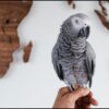 Healthy African Grey Parrot for Sale | Hand-Tamed Companion