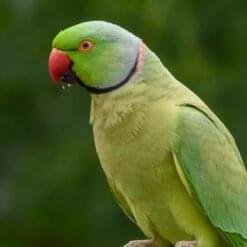 Alexandrine Parakeets for sale