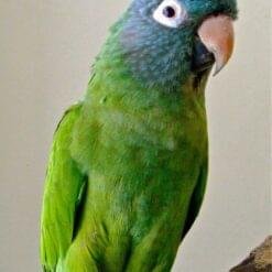 Alternative view of Blue Crowned Conure