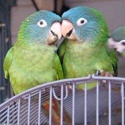 blue crown conure for sale