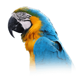 Blue and Gold Macaw