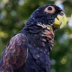 Pionus Parrots