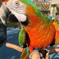 Alternative view of Harlequin Macaw