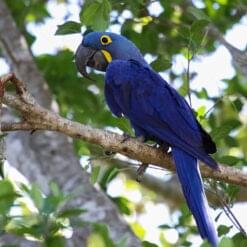 Alternative view of Hyacinth Macaw