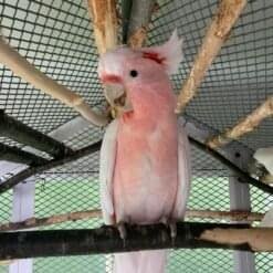 Cockatoo Parrots