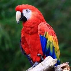 Alternative view of Scarlet Macaw