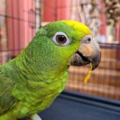 Alternative view of Yellow-Billed Amazon