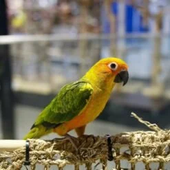 Sun Conure for Sale