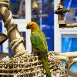 Sun Conure for Sale