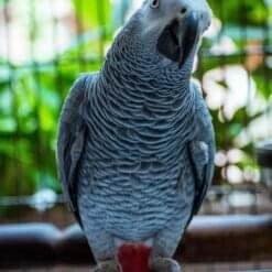 Hand-Tamed African Grey Parrots to Buy | Healthy Parrots for Sale