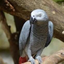 congo african grey parrot for sale